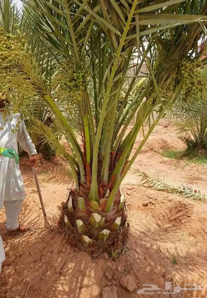يوجد الدينا نخل مثمر جميع المقاسات متوافره 8