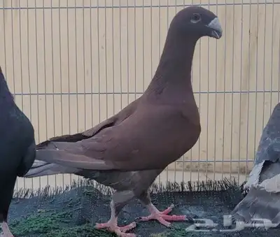 جوز هومر وفرايد index