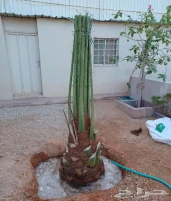 يوجد الدينا نخل مثمر جميع المقاسات متوافره 5