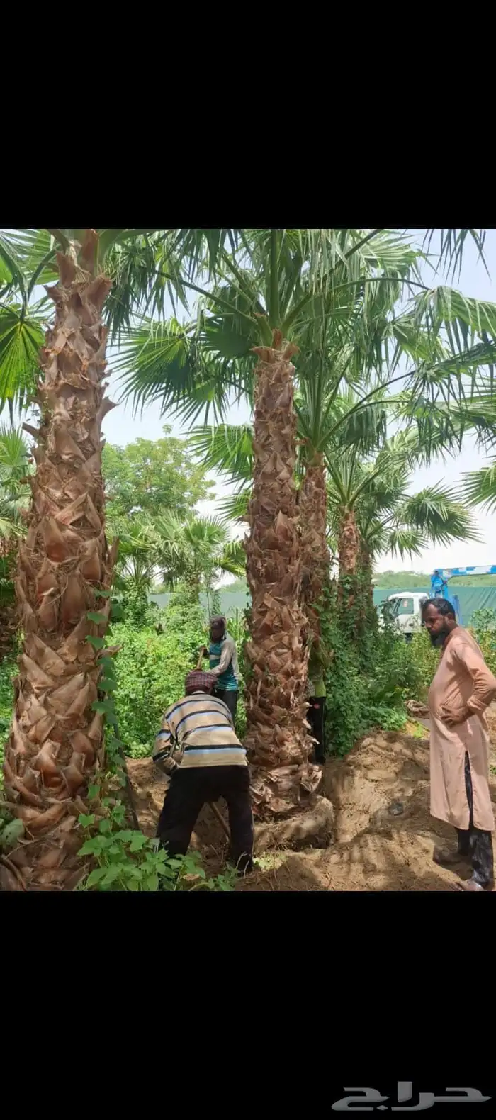 يوجد لدينا نخل واشنطن اللبيع بجميع المقاسات 1
