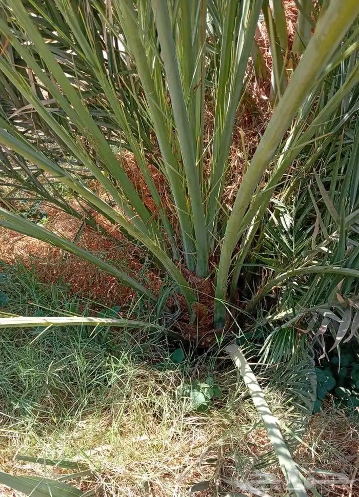 متوفر فسايل نخل 2
