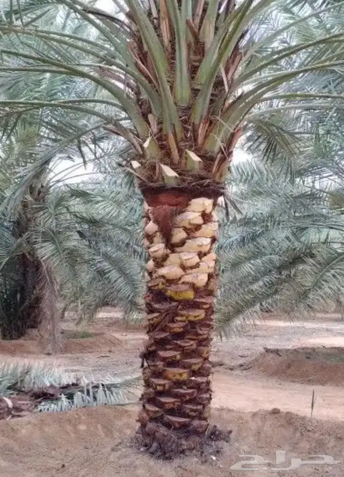 يوجد الدينا نخل مثمر جميع المقاسات متوافره 4