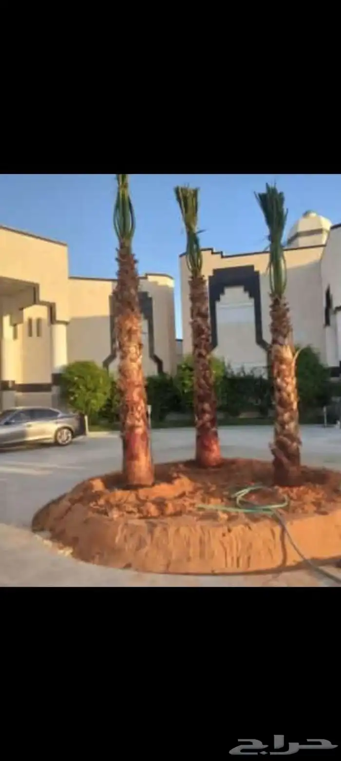 جميع اعمال النخيل الواشنطن والعربي وانواع الشبوك والسياج.. 0