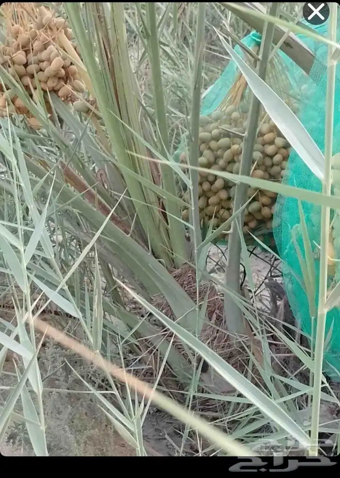 مصطفى بيع جميع النخل والفسيل والورد والشجر العشب 2