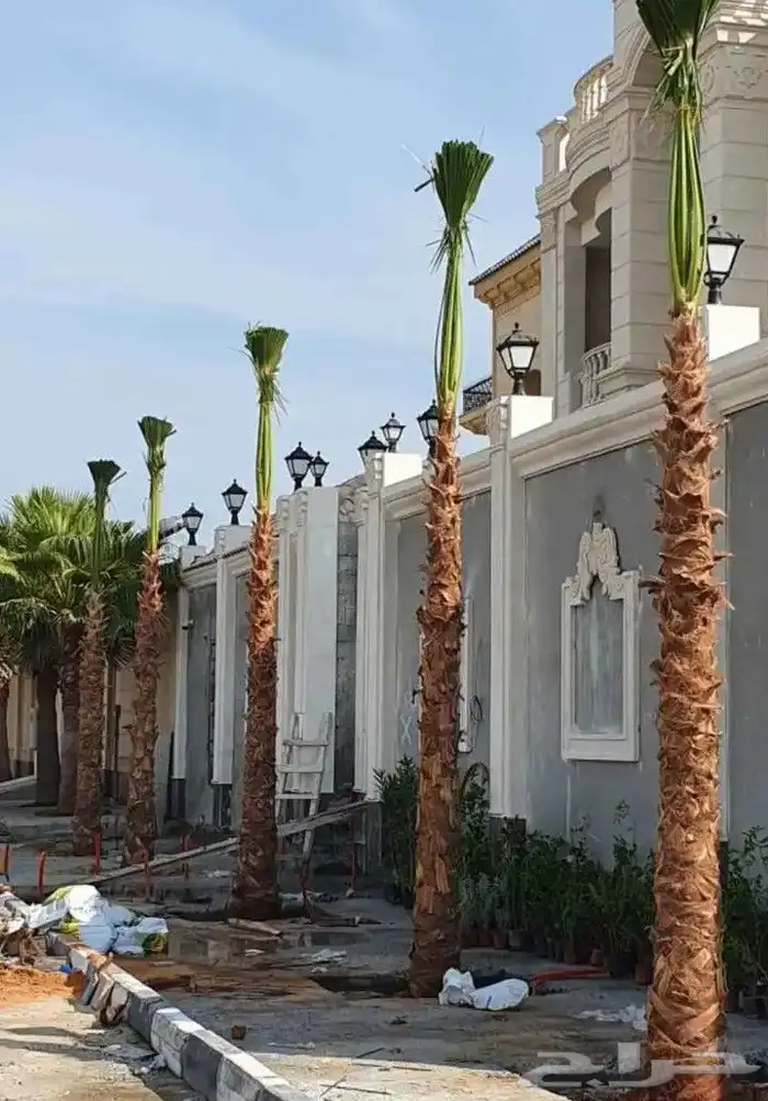 نخي.للبيع.واشنطنياء 9