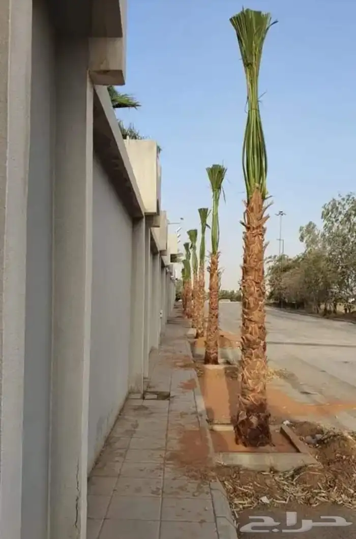 جميع اعمال النخيل الواشنطن والعربي وانواع الشبوك والسياج.. 6