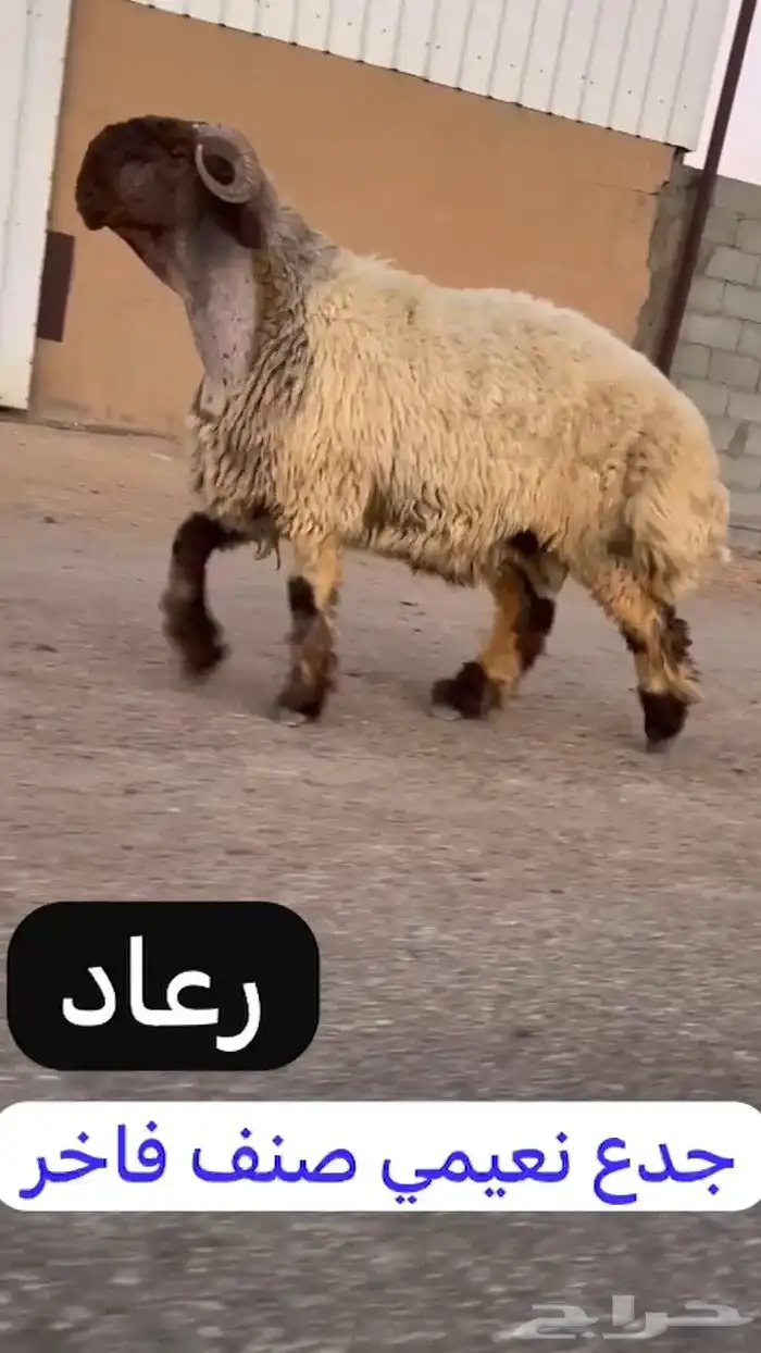 جدع نعيمي صنف فاخر للبيع 0