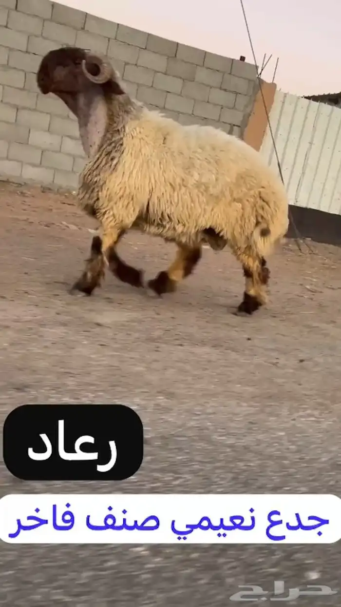 جدع نعيمي صنف فاخر للبيع 4
