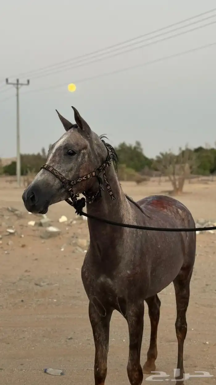 مهره شعبيه 3