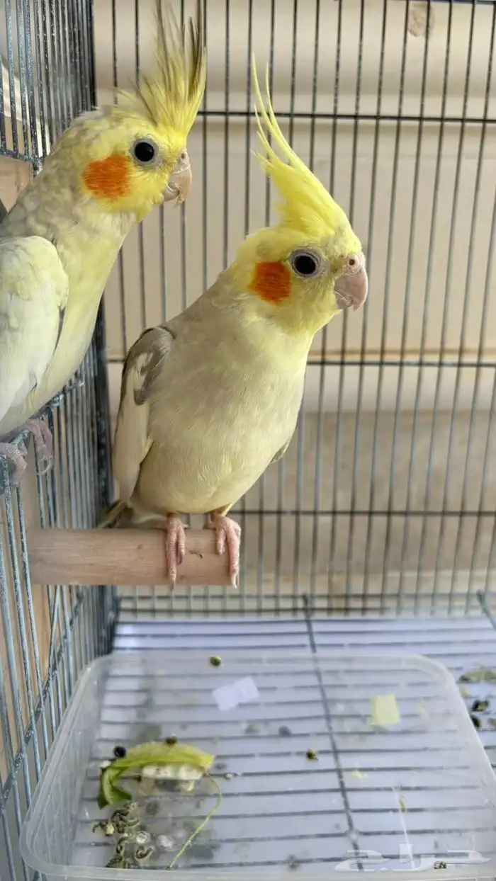 زوج كروان منتج شرط 2