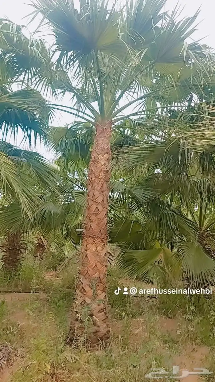 جميع اعمال النخيل الواشنطن والعربي وانواع الشبوك والسياج.. 1