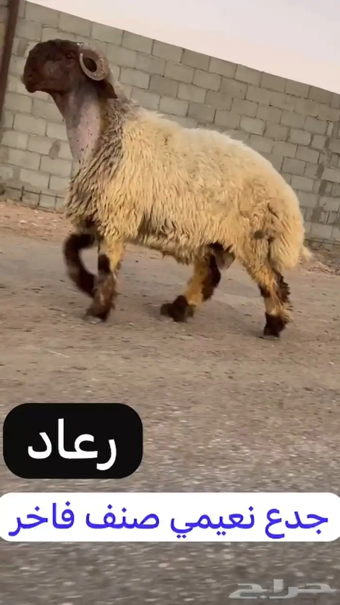 جدع نعيمي صنف فاخر للبيع 1