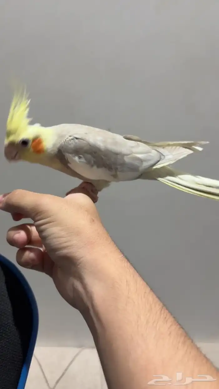 زوج كروان منتج شرط 0