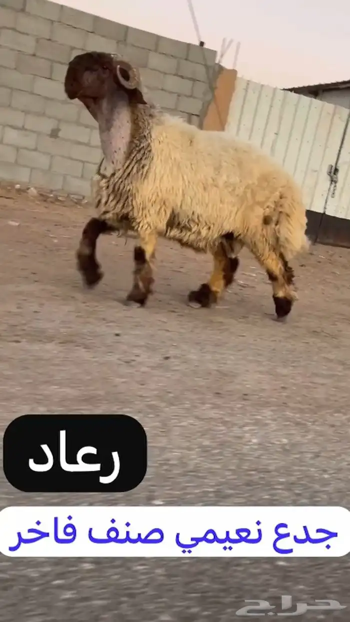 جدع نعيمي صنف فاخر للبيع 3