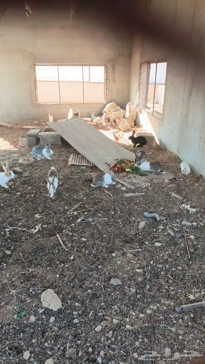 للبيع ارانب منتجه 1