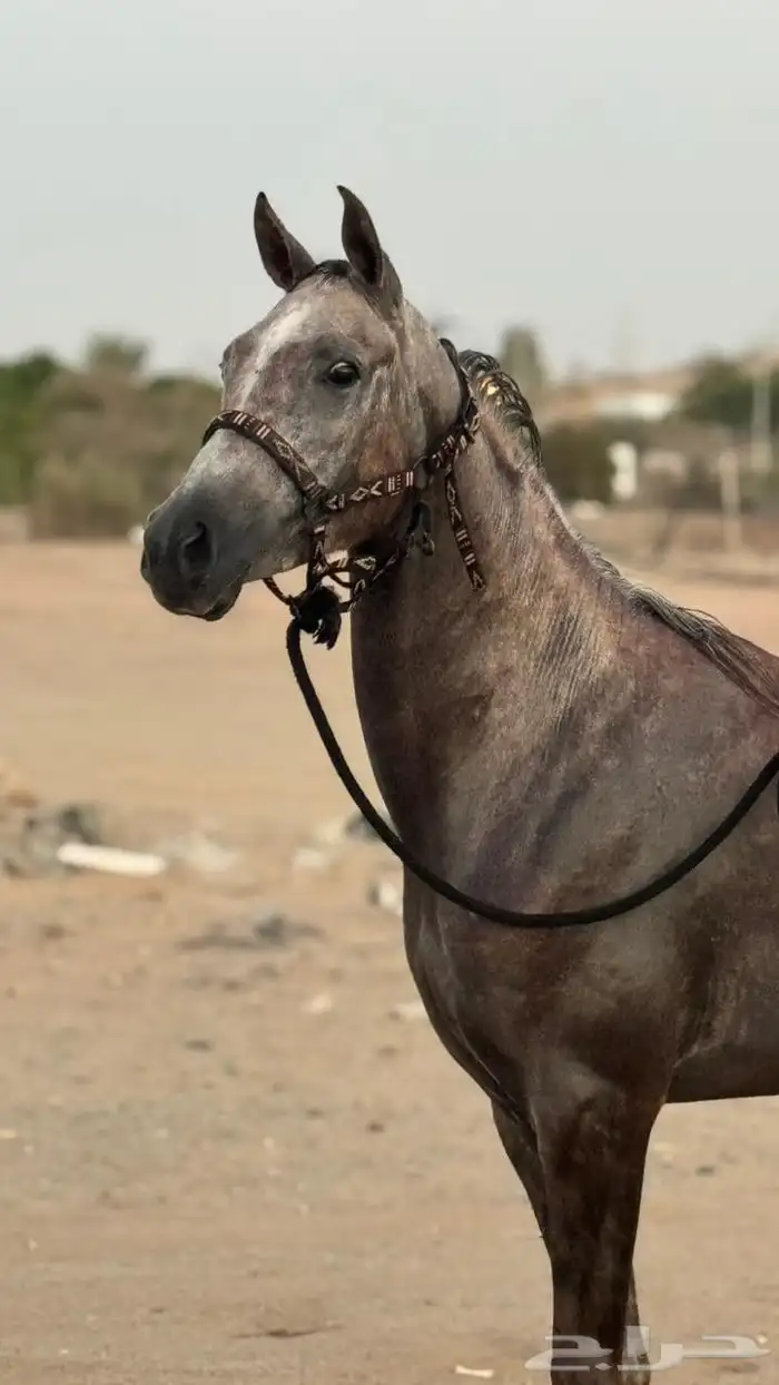 مهره شعبيه 1