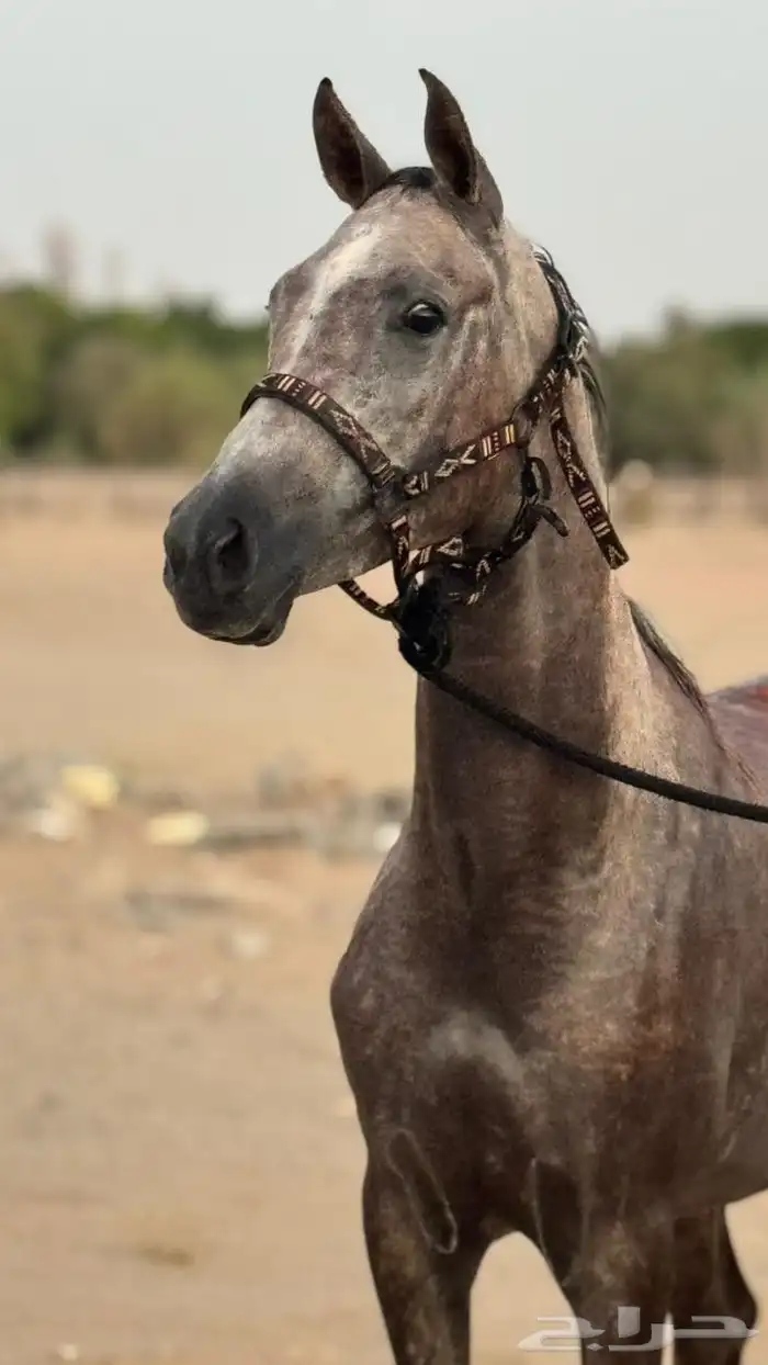 مهره شعبيه 2