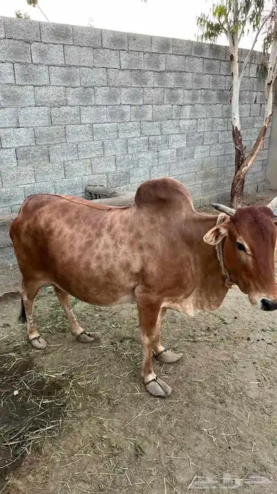 بقر بلدية للبيع index