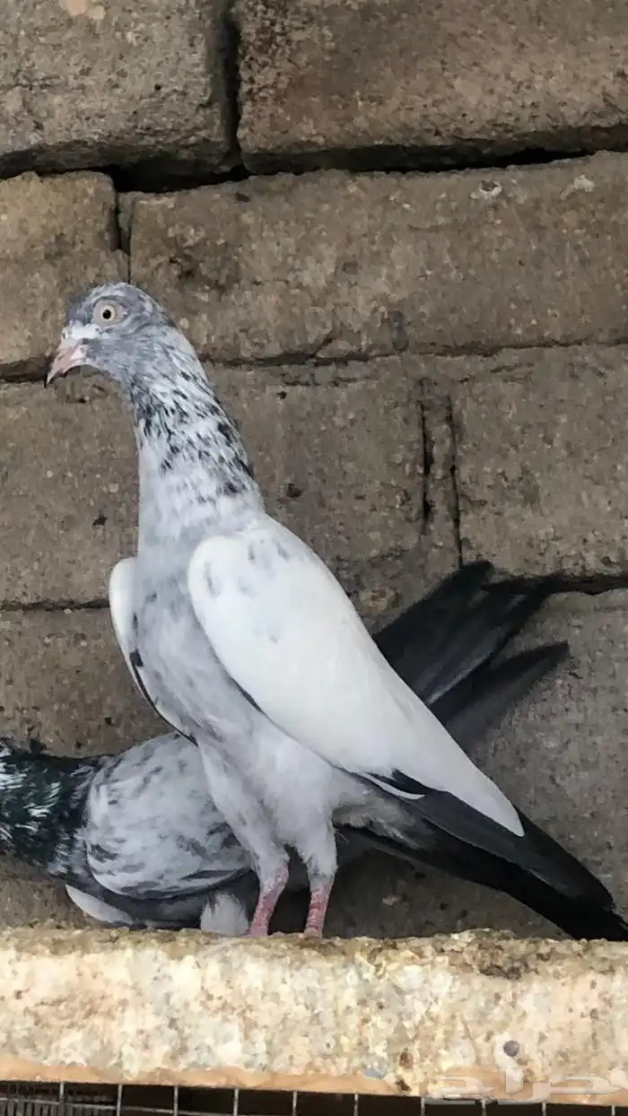 حمام باكستاني سهران بوري منتج زوجين مع فروخها 1