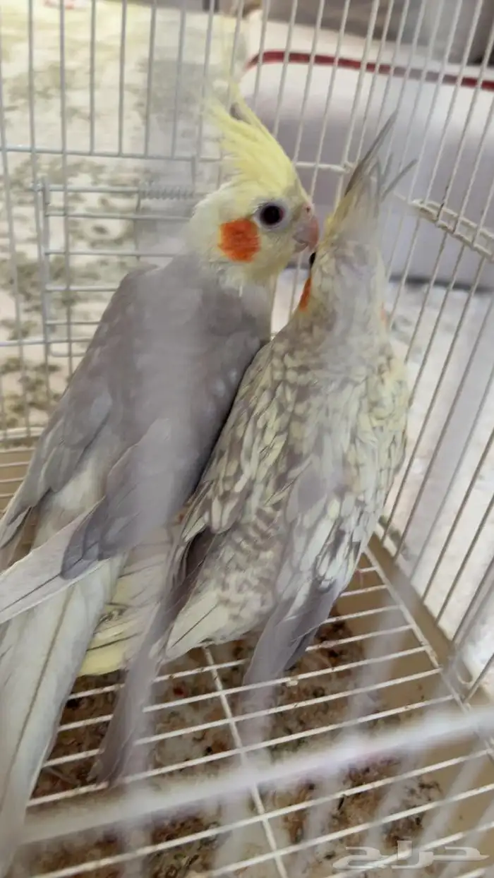 زوج كروان منتج شرط 1