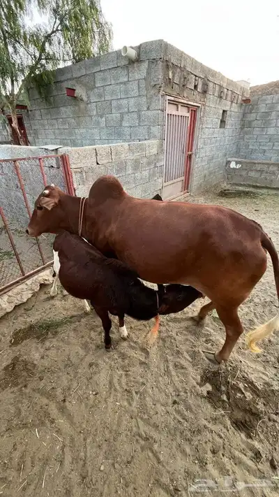 بقر بلدية للبيع index