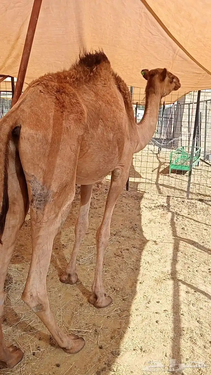 قعود صومالي مرابي شهرين للبيع في معشوقه 2