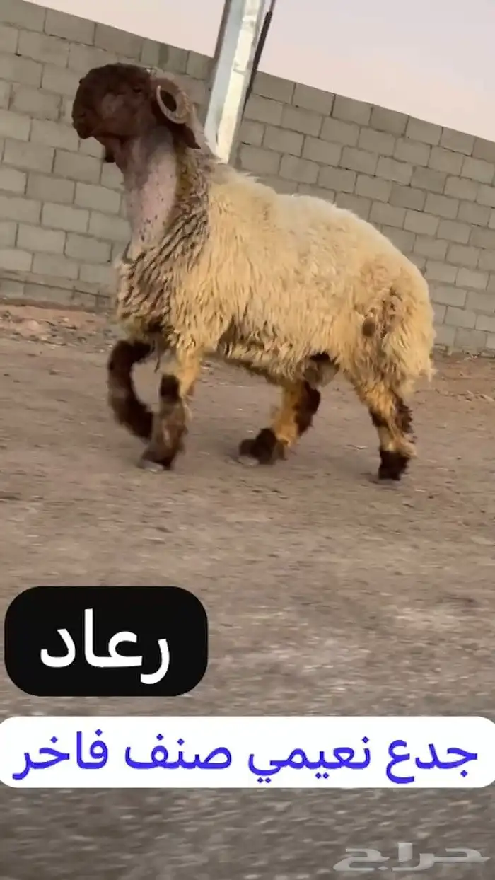 جدع نعيمي صنف فاخر للبيع 5