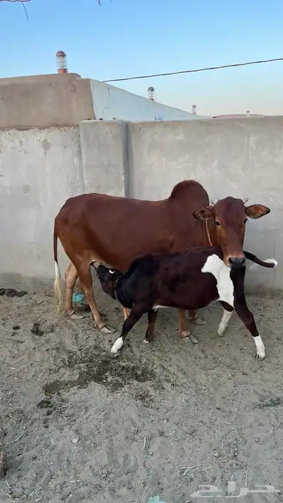 بقر بلدية للبيع index