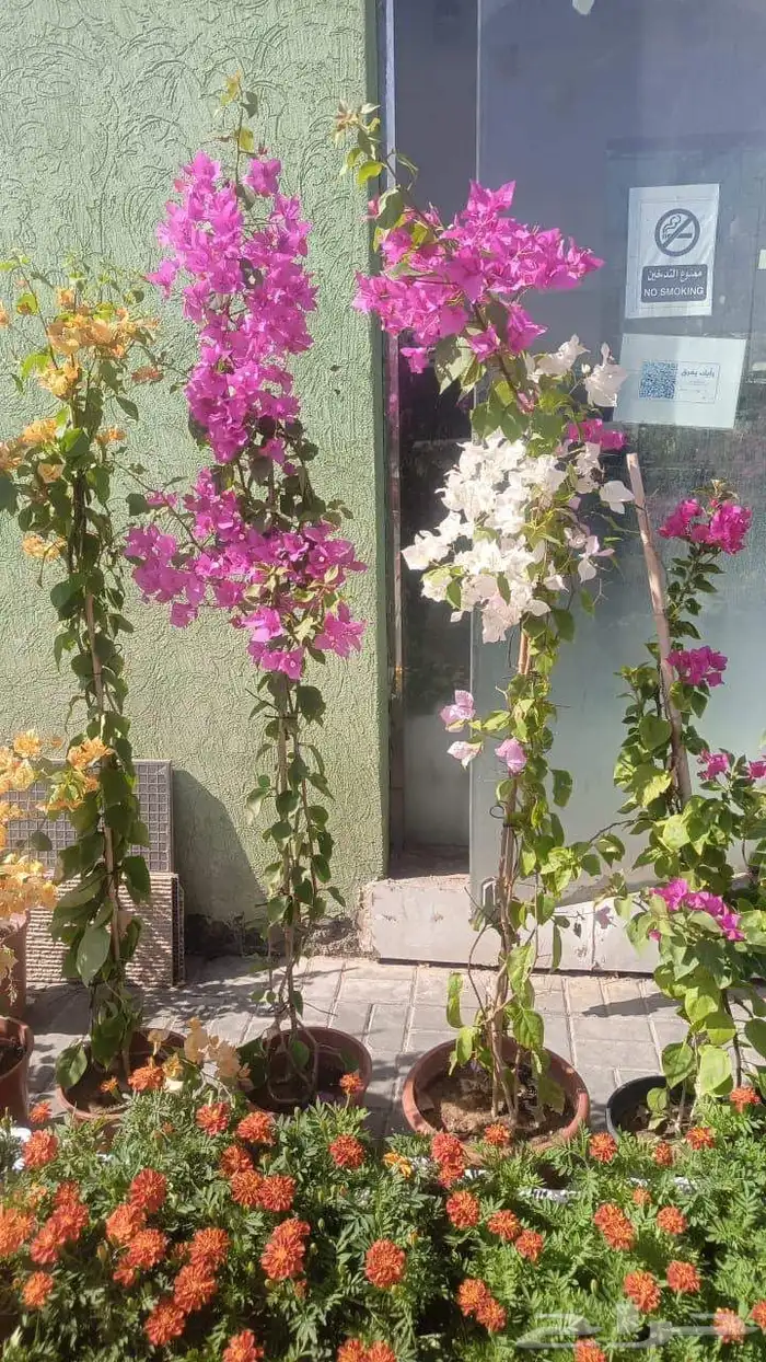 الشجار جهنميات. جميع الاشجار متوفره. 2