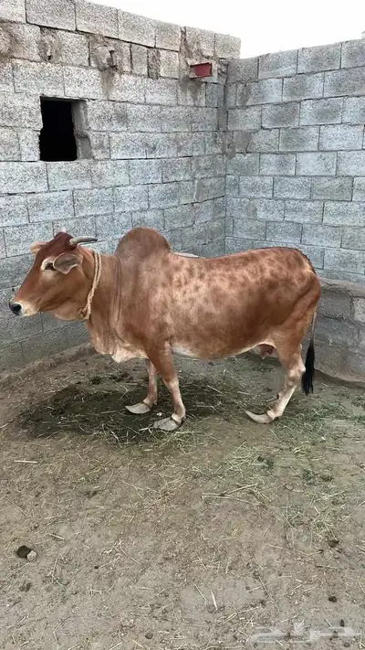 بقر بلدية للبيع index
