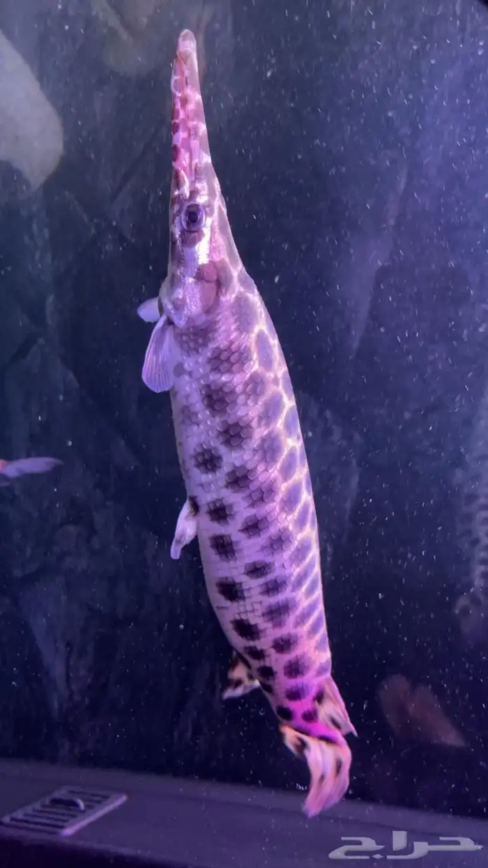 اسماك زينه سمكه الغار التمساح لاصحاب التميز 3