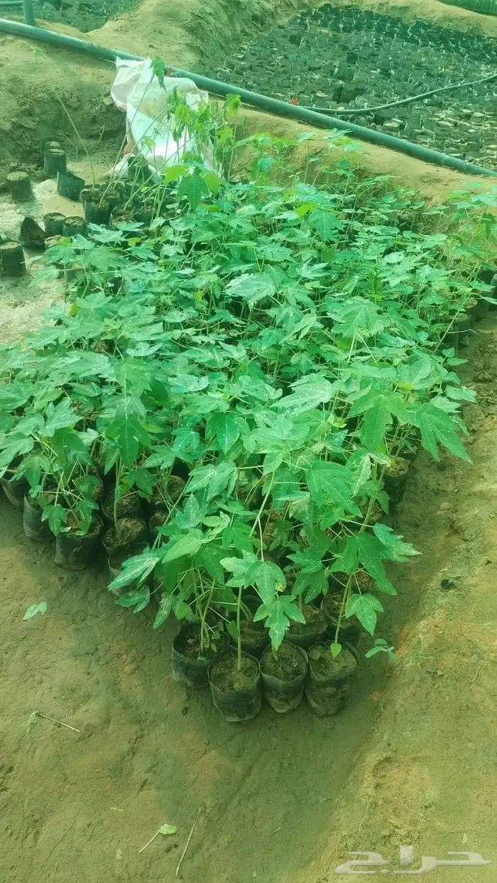 مشتل أبو عريش لجميع أنواع المانجو 3