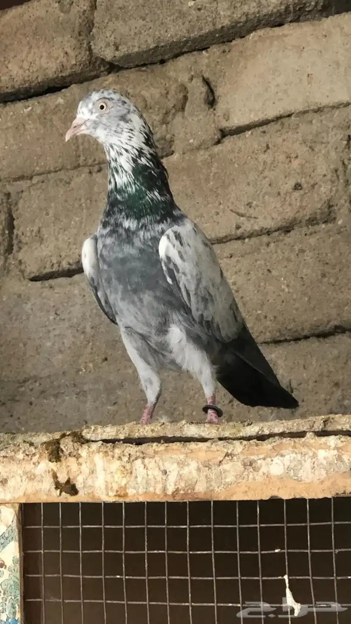 حمام باكستاني سهران بوري منتج زوجين مع فروخها 2