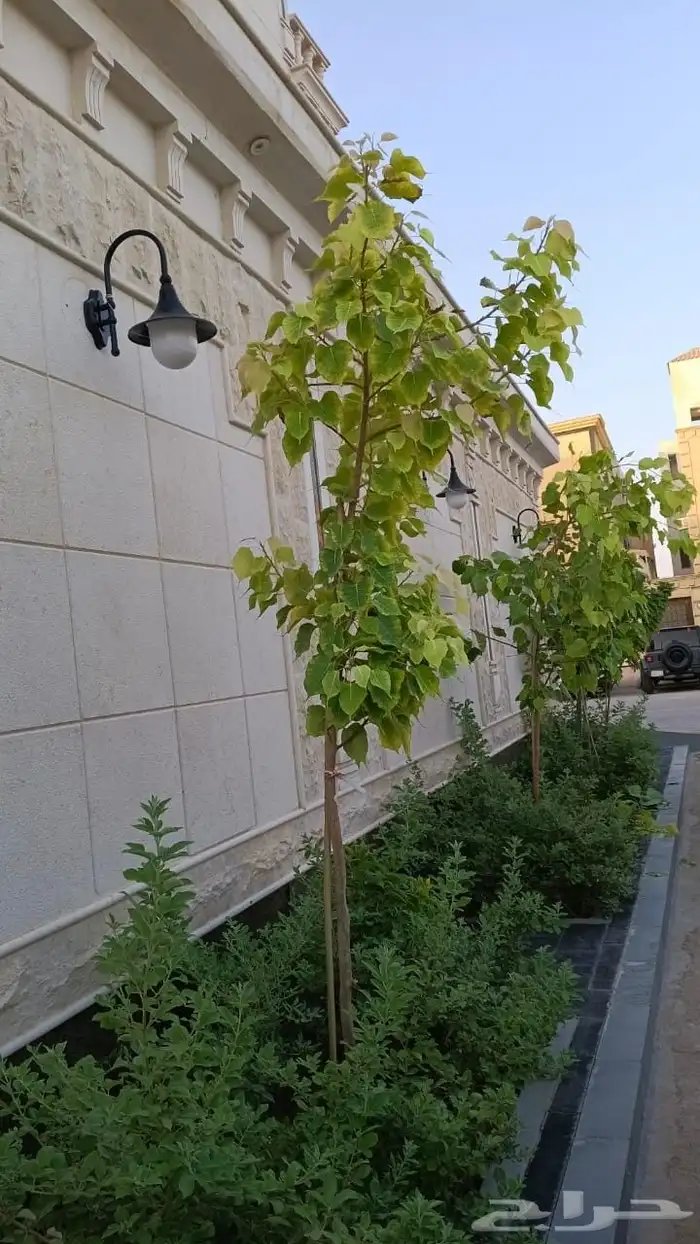 منسق حدائق وتركيب جميع شبكات الري العادي والاتمتك 0