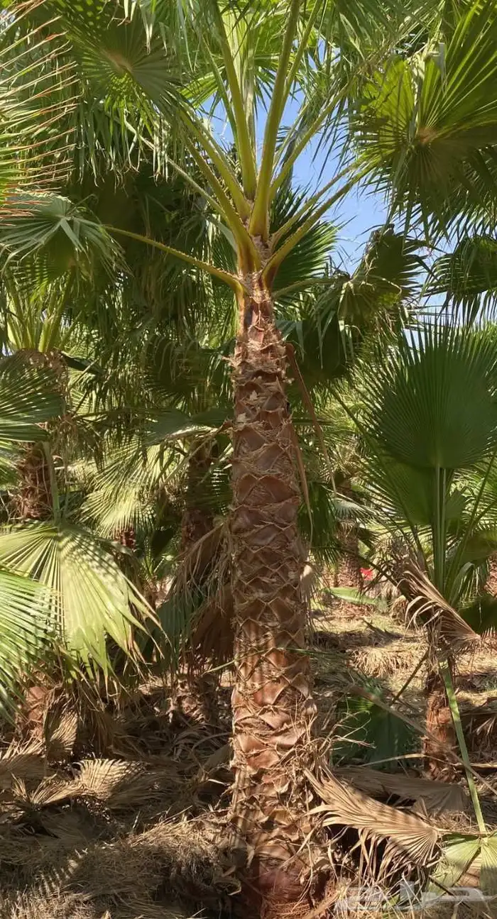 نخي.للبيع.واشنطنياء 0