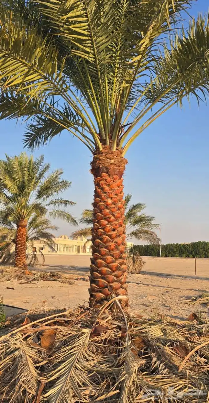 نخي.للبيع.واشنطنياء 2