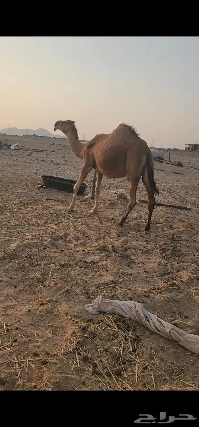 حمرا وعفرا 0