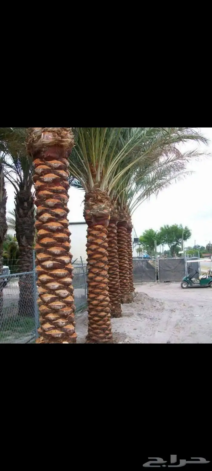 جثايث للبيع بجميع انواعها وأشكالها 3