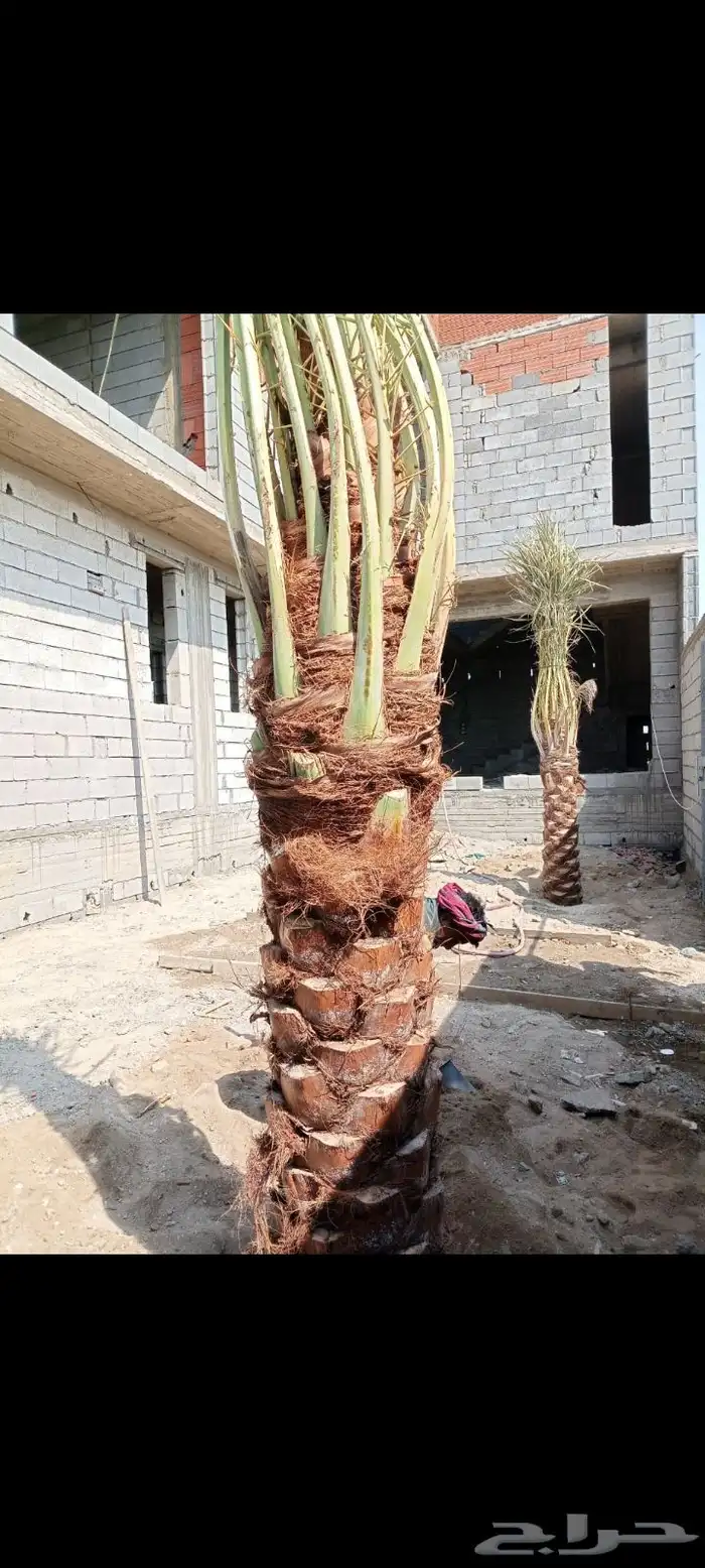 يوجد لدينا نخيل عربي وواشنطني بجميع انواعه واحجامه 2