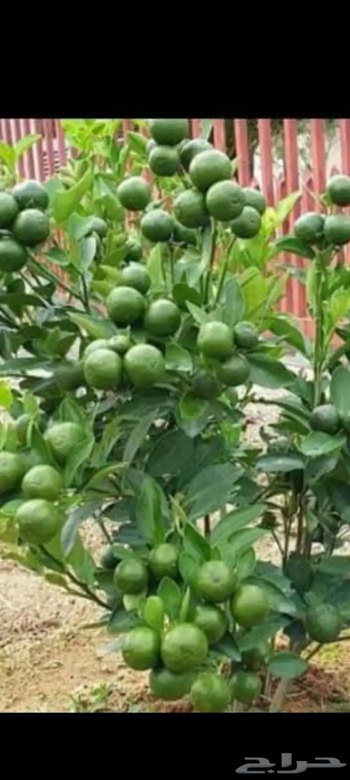 مشتل أبو عريش لجميع أنواع المانجو 8