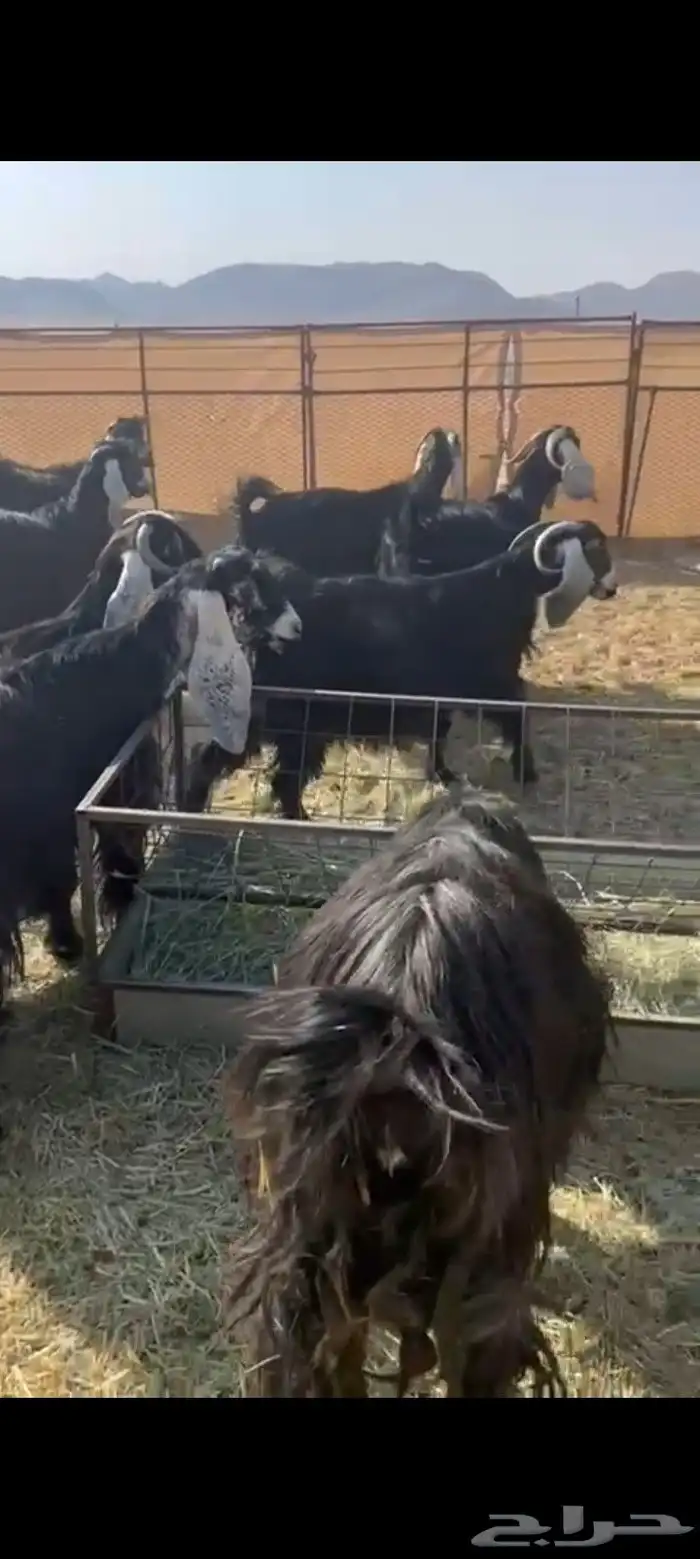 معزاء عوارض صنف العدد 10 دفيع شرط 0