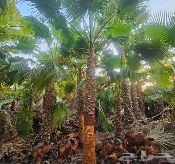 نخي.للبيع.واشنطنياء 1