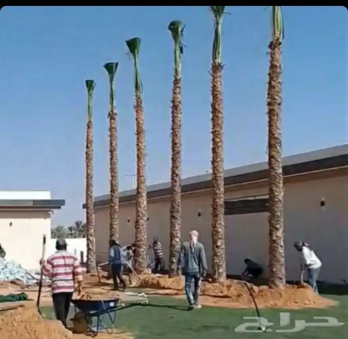 نخل عربي واشنطني 0