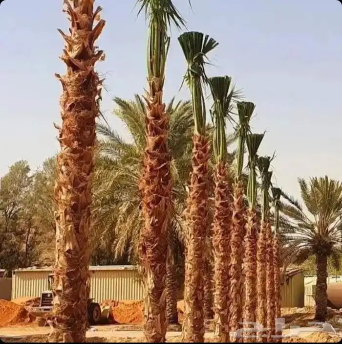 نخل عربي واشنطني 1