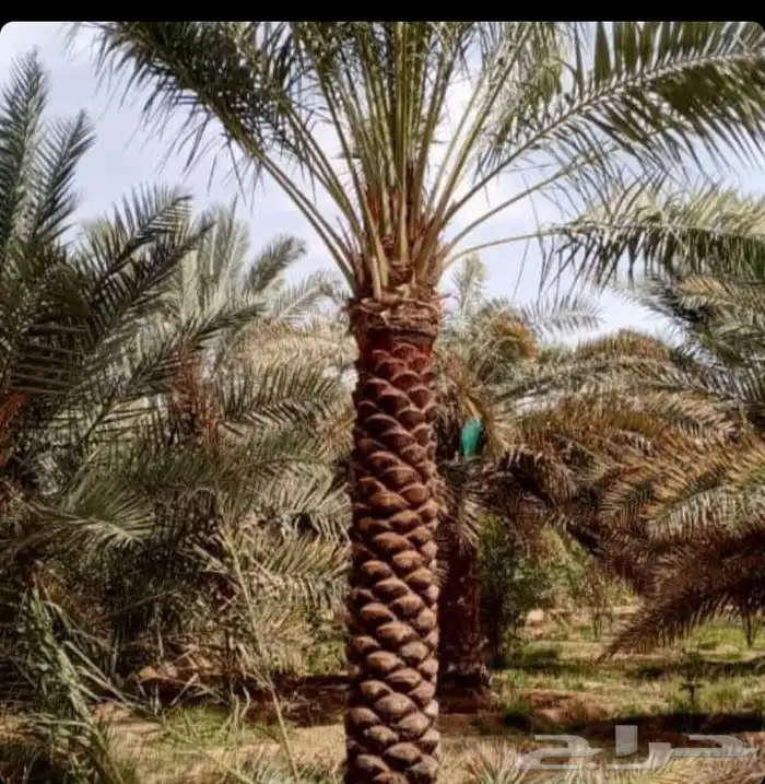 نخل عربي واشنطني 3