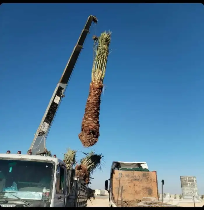 نخل عربي واشنطني 4