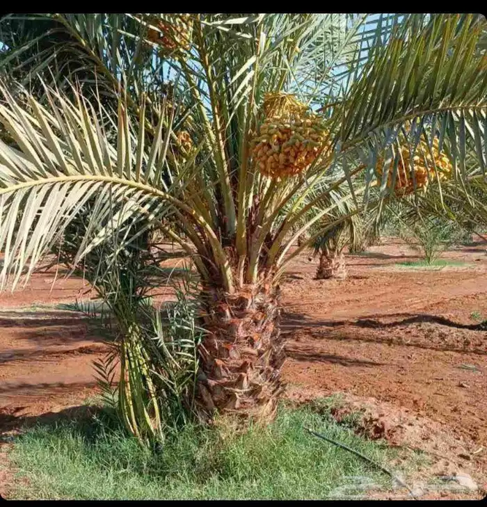 نخل عربي واشنطني 5