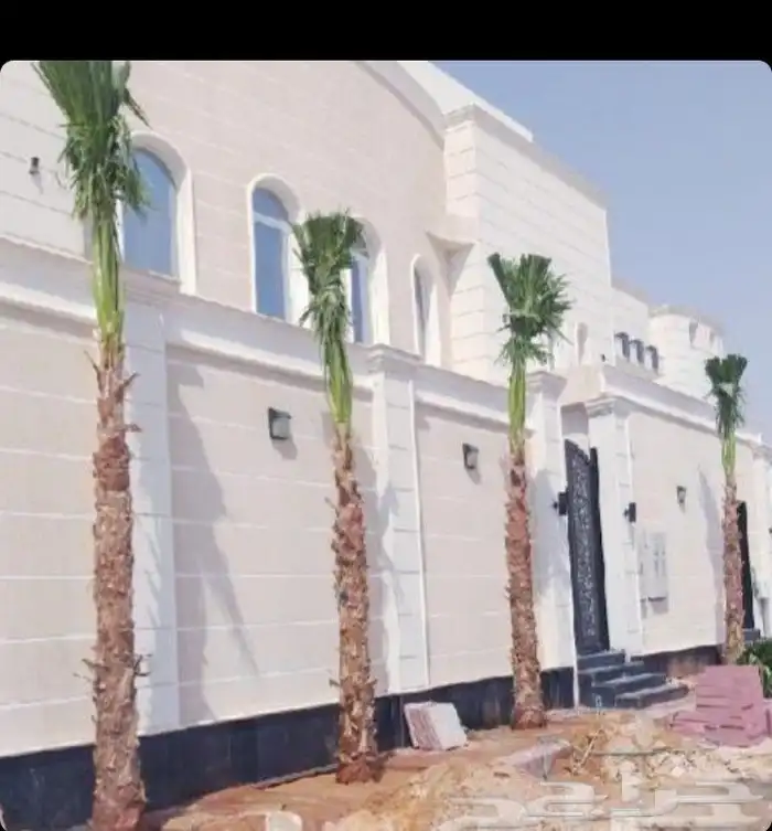 نخل عربي واشنطني 2