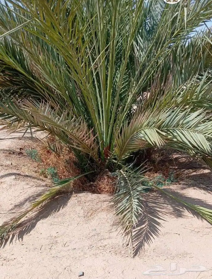 متوفر فسايل نخل 1