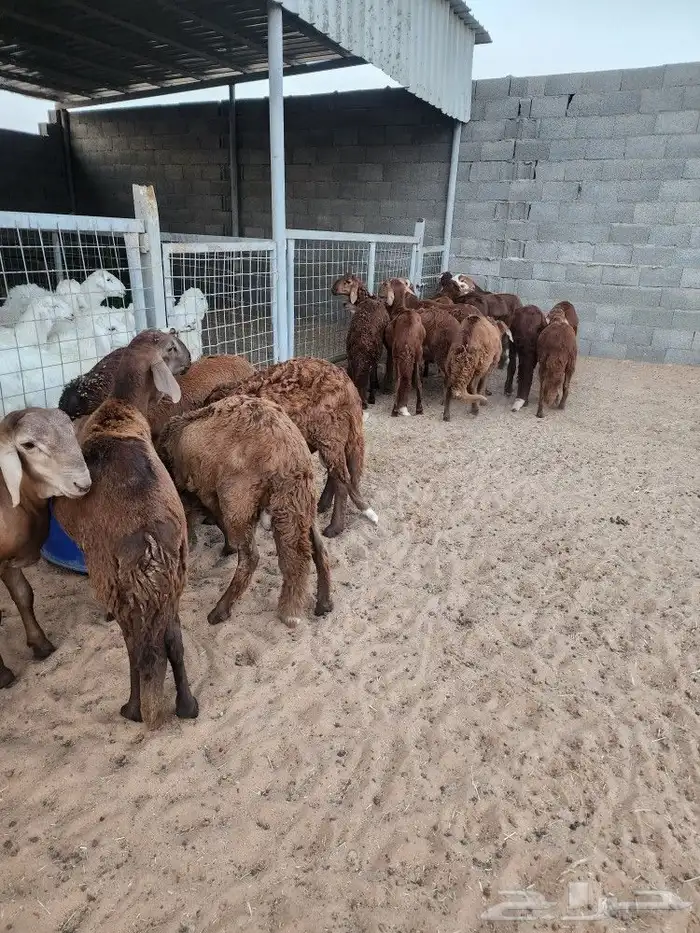 سواكن حمري فاخر العدد 20 مرابي 3